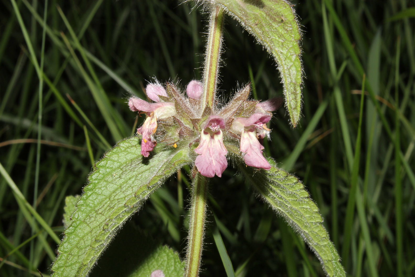 Stachys alpina / Betonica alpina